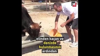 Haluk Levent "Ferdinand"ı ziyaret etti