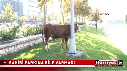 DANAYI DÜŞÜRDÜ YOLUNA DEVAM ETTİ