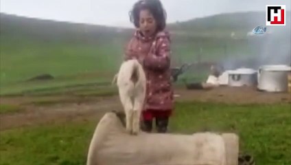 Küçük kız şarkı söyledi, keçi yavrusu dans etti