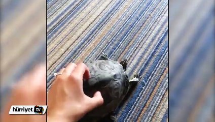 Sırtını Kaşıyınca Dans Etmeye Başlayan Sevimli Kaplumbağa