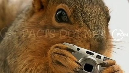 Did You Know? The Spy Squirrels || FACTS || TRIVIA