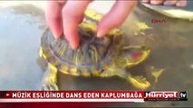 DANS EDEN KAPLUMBAĞA GÖRENLERİ HAYRETE DÜŞÜRDÜ