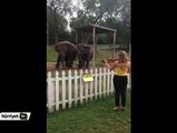 Bach hayranı fillerin dansı