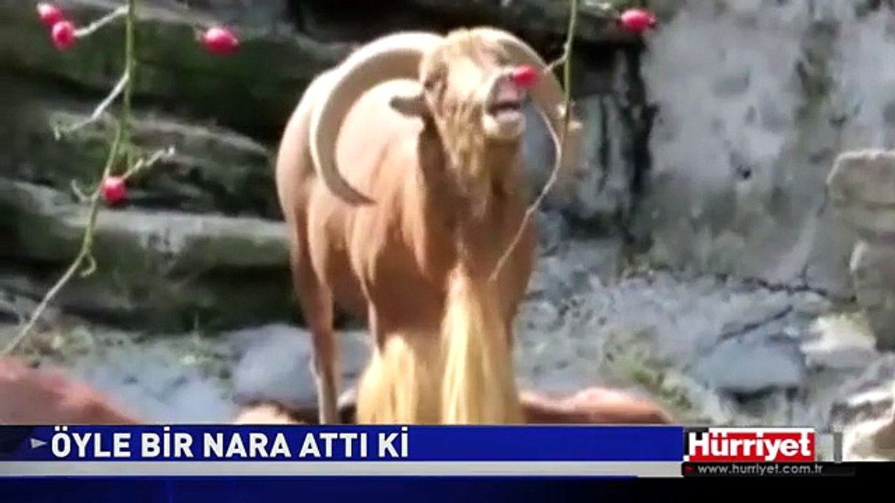 NARA ATAN DAĞ KEÇİSİ