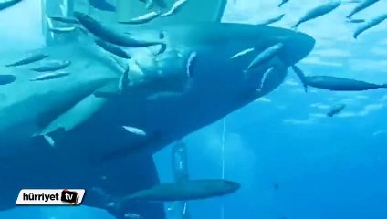 Dev köpekbalığı ile burun buruna