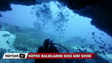 Köpek balıklarını elleriyle besledi