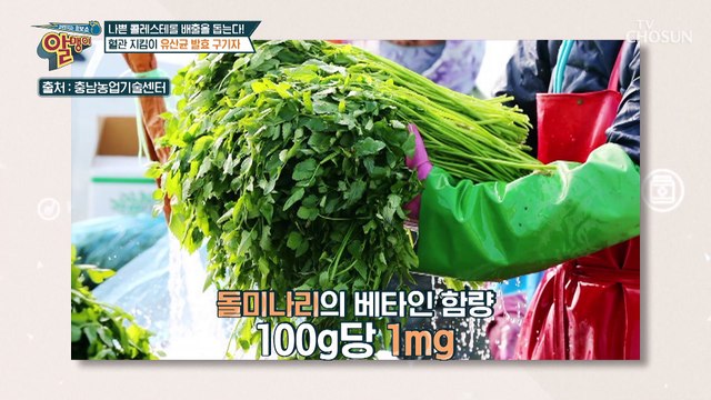 혈관 속 지방 배출은 돕고 치매 예방도 효과 있는 「유산균 발효 구기자」 TV CHOSUN 20221016 방송