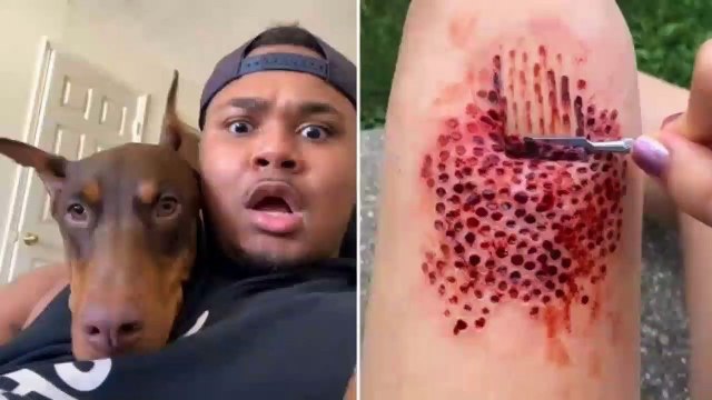 funny animal videos - Part #017