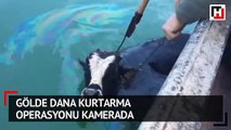 Gölde dana kurtarma operasyonu kamerada