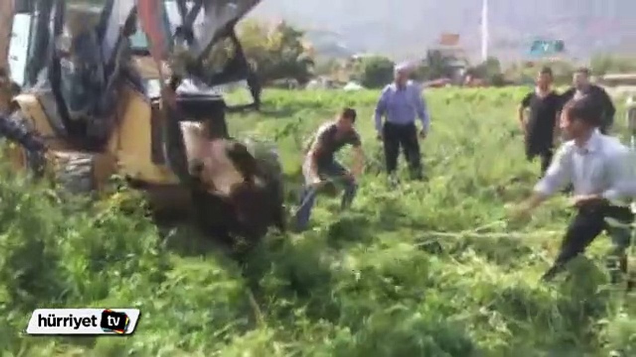 Manisa'da kurbanlık danaya işkence