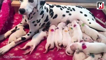 Dalmaçyalı köpeğin 18 yavrusu oldu!