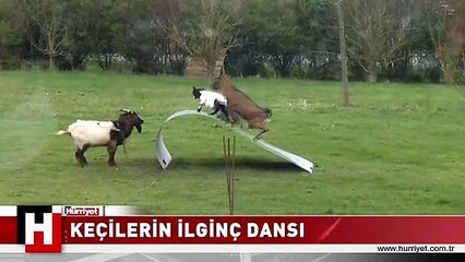 KEÇİLERİN BU DANSI GÖRENLERİ ŞAŞIRTIYOR