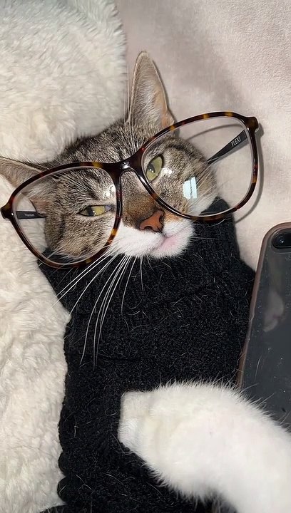 Master Cat