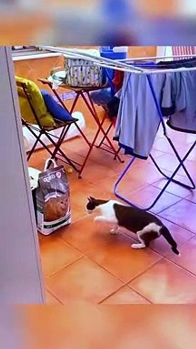 Cat and cat