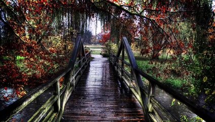 Relaxing Rain Sound in Forest way ! Rain Sound For Sleeping  ! Dailymotion