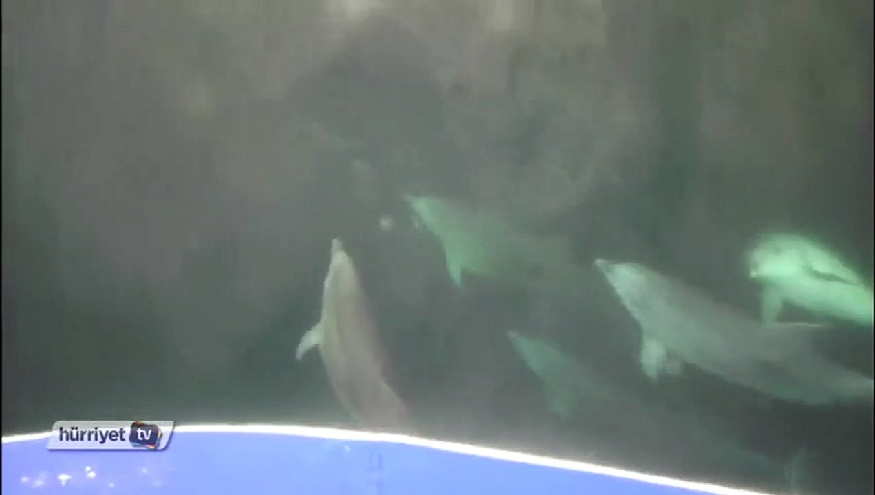 Sinop'ta yunusların dansı amatör kamerada