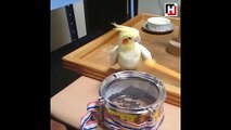 Davulcu Papağanın videosu paylaşım rekoru kırıyor!