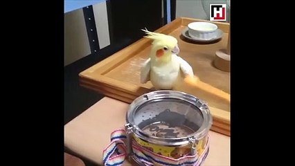 Davulcu Papağanın videosu paylaşım rekoru kırıyor!