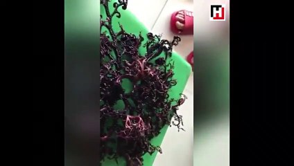 Okyanus kıyısında bulundu: Yüzlerce dokunacı olan gizemli canlı!