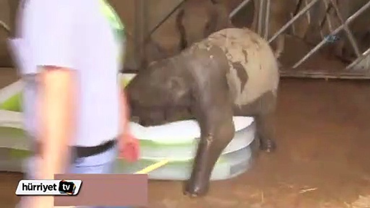 Sevimli fil Deniz’in ilk banyo keyfi