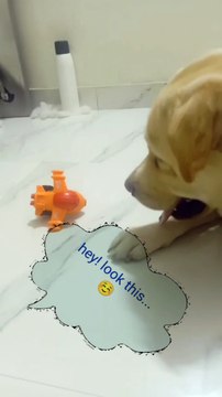 What can I do Now #Utsuk #Mind On Motivation #FunnyVideo #cuteAnimal #cutedog #swimming #pool #swimmingpool