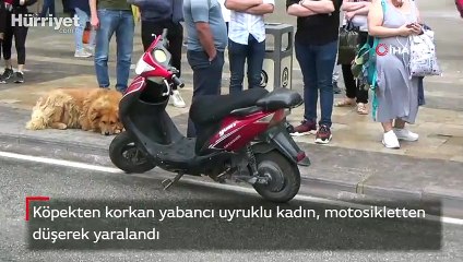 Köpeklerden korkan kadın dehşeti yaşadı!