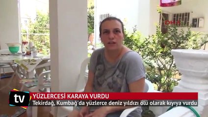Yüzlerce deniz yıldızı kıyıya vurdu