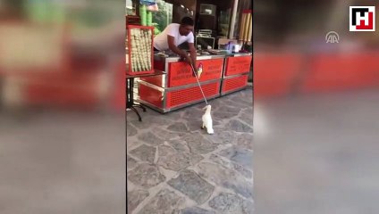 Papağanın dondurmacıyla "imtihanı" güldürdü