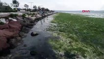 Karşıyaka'da sahili yosunlar bastı