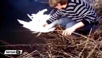 Birbirine dolanan iki kuğuyu vatandaşlar kurtardı