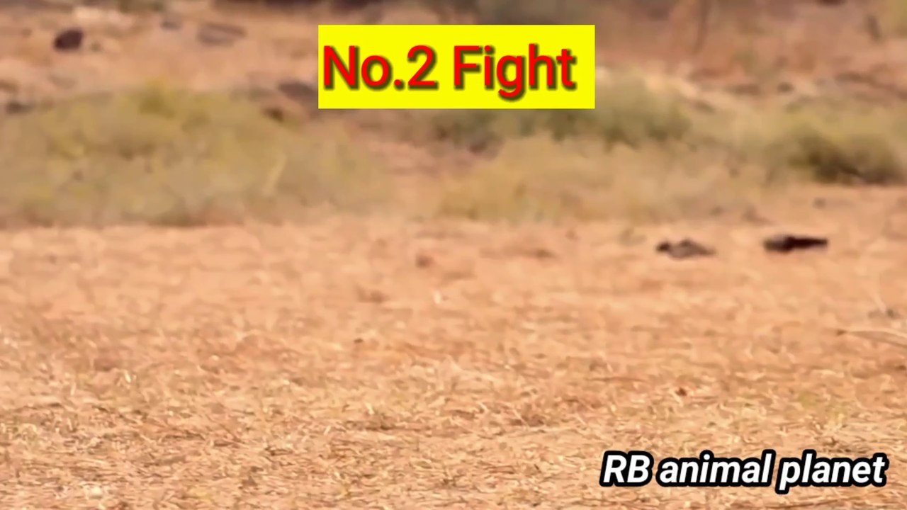 Best animal fight video|| Animal video for kids || animal  video for beby || animal video for toddlers || animal sort video || popular animals video ||