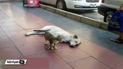 Kedi ve köpekten kardeşlik dersi