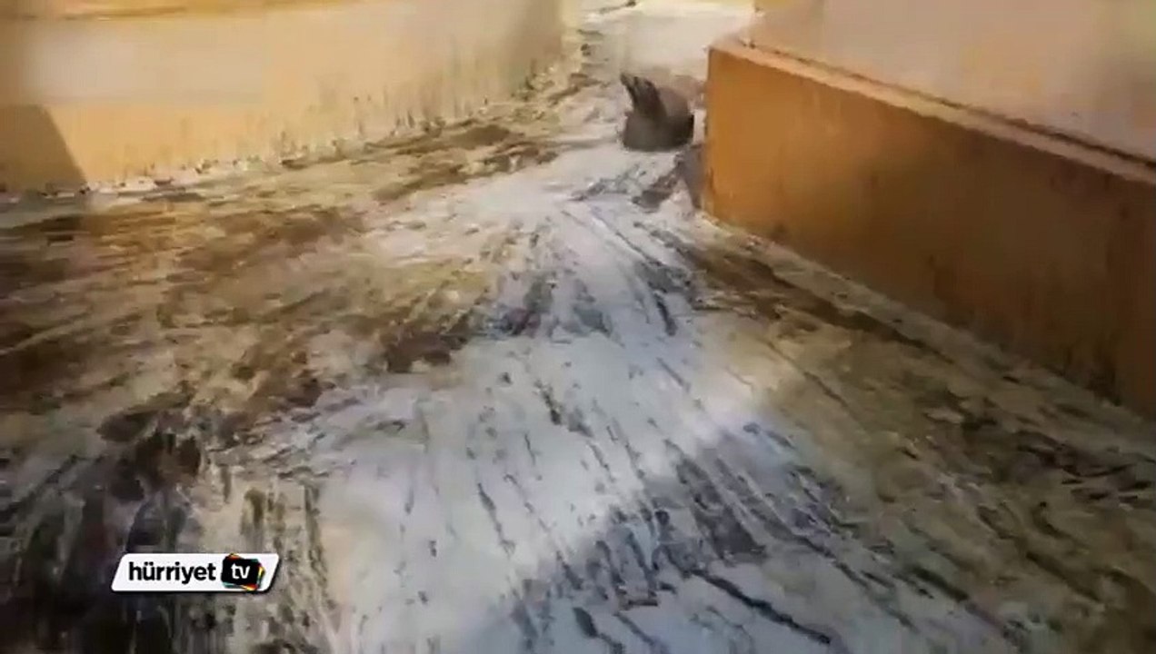 Deniz Aslanının Kayak Keyfi