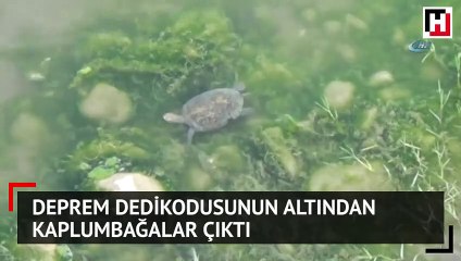 Deprem dedikodusunun altından kaplumbağalar çıktı