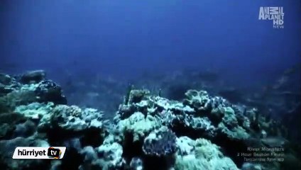 Deniz kızı efsanesi gerçek mi?