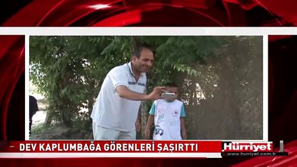 DEV KAPLUMBAĞA GÖRENLERİ ŞAŞIRTTI