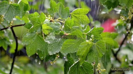 Rain thunder and piano mixed