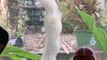 Rare Albino Squirrel Spotted on Birdfeeder