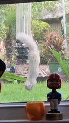 Rare Albino Squirrel Spotted on Birdfeeder