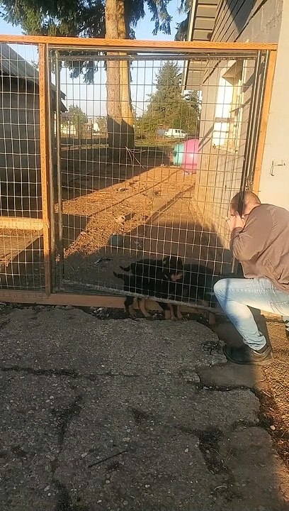 Puppysitter Faceplants While Running from Puppies
