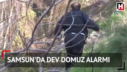 Samsun'da dev domuz alarmı! Polis alarma geçti
