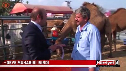 MUHABİRİN DEVE İMTİHANI