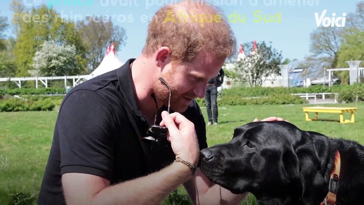 Prince Harry a frôlé la mort : ce jour où il a été traîné par un rhinocéros “sur 20 mètres” !