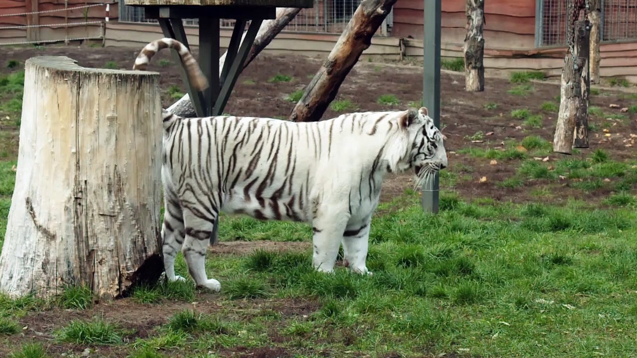 The Tiger the white tiger close view 2022