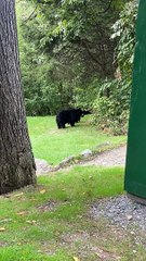 Girl Spooks Baby Black Bear Sending it Running to Mom
