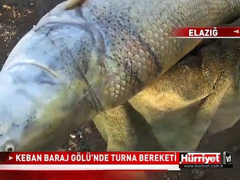 KEBAN BARAJ GÖLÜ'NDE DEV TURNA BEREKETİ