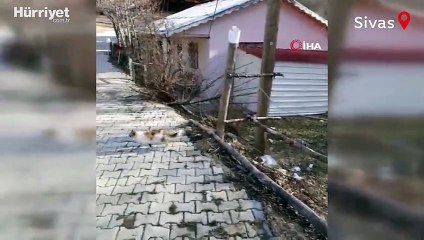Direkte mahsur kalan kediyi böyle kurtardı