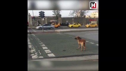 Stray dog fascinates with knowledge of traffic rules in Istanbul