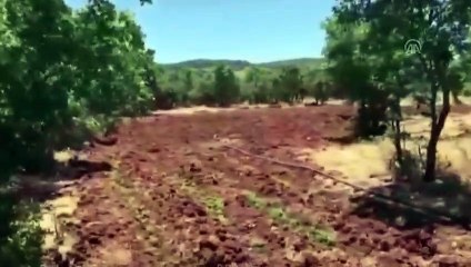 Diyarbakır'da 5 milyon 430 bin 704 kök Hint keneviri ele geçirildi