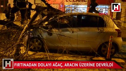 Dev ağaç otomobilin üzerine devrildi